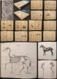 Rar 1930 GHID PRACTIC de POTCOVIT CAI 328 pag 327 figuri 3 planse Anatomie CAL Asociatia Fierarilor Reich-ului Potcovire Podologie Cabaline Lb Germana