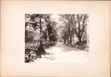 G215N Alee &icirc;n parcul de la Șoseaua Kiseleff, fotografie de Aurelian Florinescu