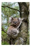 Tablou Canvas, "Koala &icirc;n &icirc;mbrățișarea unui copac", Koala, Arbore, Blană, Natură, Eucalyptus, Somnoros, Ramură, Vegetație, 26 x 39 cm, CMCLASS