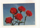 FA67-Carte Postala- RUSIA - Flori, Carnations, necirculata 1965