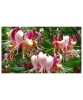 Mana Maicii Domnului, Lonicera periclymenum Serotina, Ghiveci P9cm, Caprifoi catarator, Parfum dulce