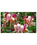 Mana Maicii Domnului, Lonicera periclymenum Serotina, Ghiveci P9cm, Oem