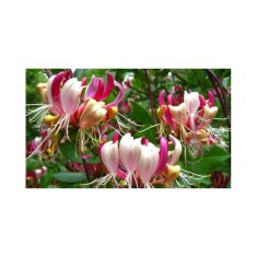 Mana Maicii Domnului, Lonicera periclymenum Serotina, Ghiveci P9cm