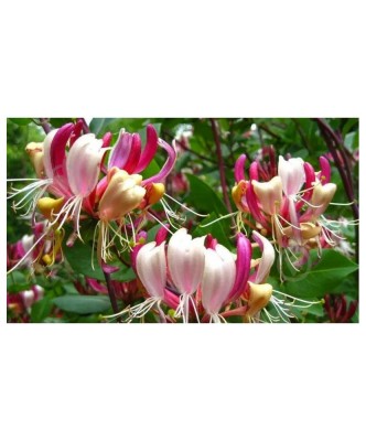 Mana Maicii Domnului, Lonicera periclymenum Serotina, Ghiveci P9cm foto