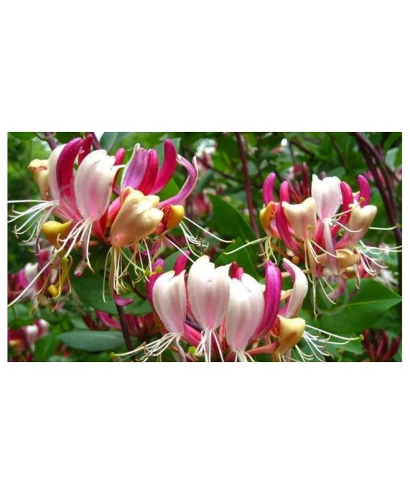 Mana Maicii Domnului, Lonicera periclymenum Serotina, Ghiveci P9cm