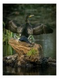 Tablou Canvas, "Cormoranul cu aripile desfăcute", Pasăre, Cormoran, Aripi, &Icirc;ntinse, St&acirc;ncă, Apă, Vegetație, Verde, Penaj, Negru, 26 x 39 cm, CMCLASS
