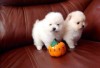 Pomeranian mini