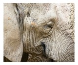 Tablou Canvas, "Elefantul obosit din savana africană", Riduri, Textură, Elefant, Liniște, Aproape, Natural, Detalii, Piele., 39 x 26 cm, CMCLASS