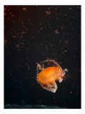 Tablou Canvas, "Meduză dans&acirc;nd &icirc;n ad&acirc;ncuri misterioase", Meduză, Lumină, Ocean, Mister, Frumusețe, Grație, Plutire, 26 x 39 cm, CMCLASS