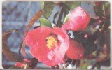 bnk card Cartela telefonica 2004 - Flori 2 - RO-ROM-0274B