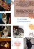 Dau spre ADOPTIE 3 motani si 3 pisici ( 1 an jumate )