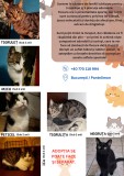 Dau spre ADOPTIE 3 motani si 3 pisici ( 1 an jumate )