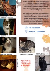 Dau spre ADOPTIE 3 motani si 3 pisici ( 1 an jumate )