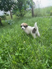 Pui de catel- mix ciobanesc belgian foto