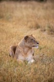 Tablou Canvas, "Leoaica odihnindu-se &icirc;n savana africană", Leoaică, Relaxează, Savana, Vegetație, Calmă, Regală, P&acirc;nditoare, Serenitate, Natură, 26 x 3