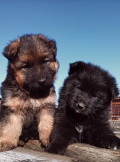 V&acirc;nd pui Ciobanesc german cu pedigree