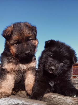V&amp;acirc;nd pui Ciobanesc german cu pedigree foto