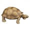 Set Figurine Animale Salbatice, 5 Bucăți, Multicolor