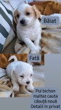 Bichon maltez