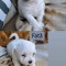 Bichon maltez