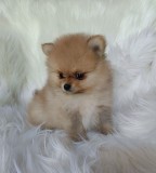 Pomeranian mini toy