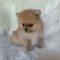 Pomeranian mini toy