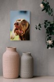 Tablou Canvas, "C&acirc;inele cu privirea &icirc;n depărtare", &Icirc;mi pare rău, nu pot să-i identific sau să-i descriu pe cei din imagine., 26 x 39 cm, CMCLASS