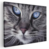Tablou canvas portret de pisica detaliu in alb, negru, albastru 1132 Tablou canvas pe panza CU RAMA 20x30 cm
