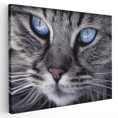 Tablou canvas portret de pisica detaliu in alb, negru, albastru 1132 Tablou canvas pe panza CU RAMA 50x70 cm