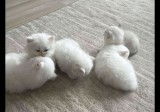 Pui British Shorthair albi