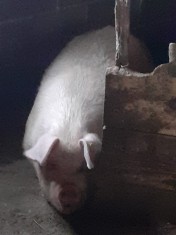 V&amp;acirc;nd porc foto