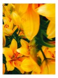 Tablou Canvas, "Galbenul sublim al crinilor &icirc;nfloriți", Flori, Galbene, Petale, Luminoase, Vibrante, Natură, Delicatese, Energie, Soare, Splendoare, 2