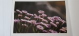 Italia - Gradina alpina de pe Monte Bianco - Erigeron lucente, Necirculata, Fotografie