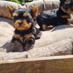 Yorkshire terrier