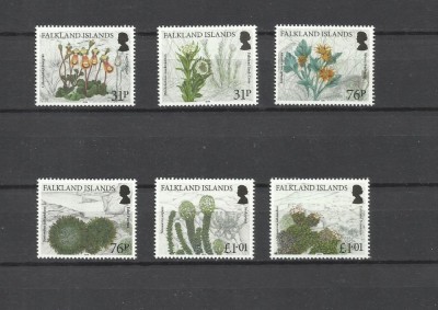 FALKLAND 2016 PLANTE foto
