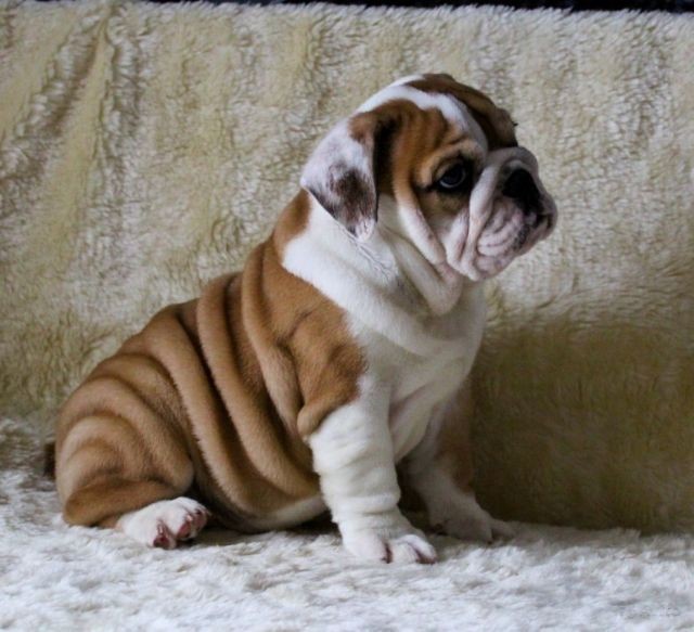 Pui Bulldog Englez Pui Bulldog Englez