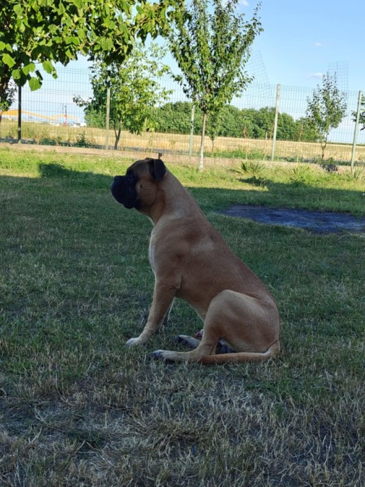 V&acirc;nd bullmastiff de 9 luni