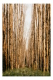 Tablou Canvas, Drumul liniștit prin pădurea deasă, , Maro și Verde, 26 x 39 cm, CMCLASS