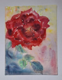 Pictura in acuarela neinramata - trandafir dupa ploaie, semnata 2005, 18x24 cm, Flori, Realism