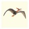 Figurina Dinozaur Pteranodon pictata manual scara 1:40 Deluxe Collecta