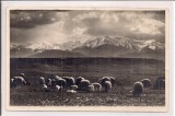 Carte postala circulata in anul 1933