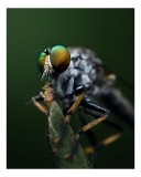 Tablou Canvas, "Dansul muștelor la amurg", Ochi, Verde, Muscă, Detalii, Natură, Macro, Insectă, Captivant., 26 x 39 cm, CMCLASS