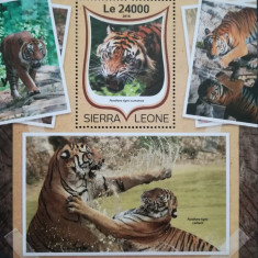 BC573, Sierra Leone 2016, colita fauna, tigrii