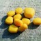 Porumb artificial Enterprise Tackle Mini Pop-Up Sweetcorn - Yellow