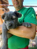 Cățeluși Cane Corso superbi