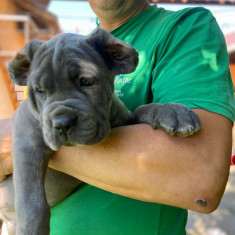 Cățeluși Cane Corso superbi