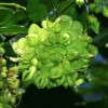 MUCUNA GIGANTEA - planta de jungla tropicala - 1 samanta uriasa pt semanat