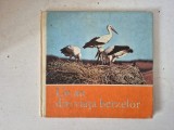 Claus Schonert - Un an din viața berzelor (Editura Ion Creangă, 1981)