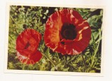 FA67-Carte Postala- RUSIA - Flori, Poppies, necirculata 1965