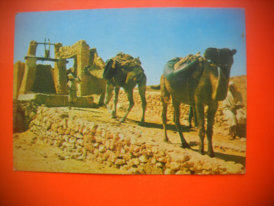 HOPCT 54037 CAMILE LA FANTANA IN DESERTUL SAHARA -ALGERIA-NECIRCULATA foto